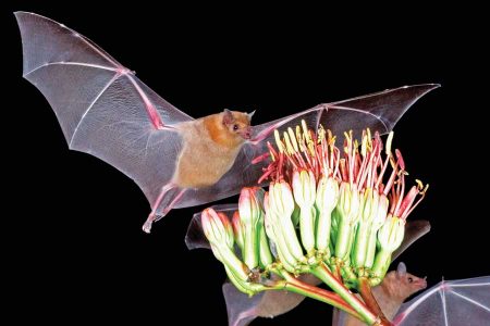 Bat Removal and Other Bat Facts Image